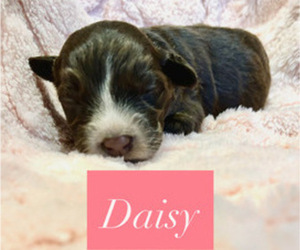 Medium Portuguese Water Dog