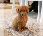 Small #3 Cavapoo