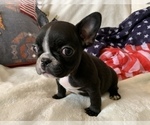 Small Photo #6 French Bulldog Puppy For Sale in JOHNS ISLAND, SC, USA