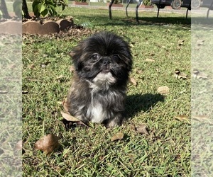 Shih Tzu Puppy for sale in CLAREMONT, NC, USA