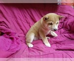 Small #6 Shiba Inu