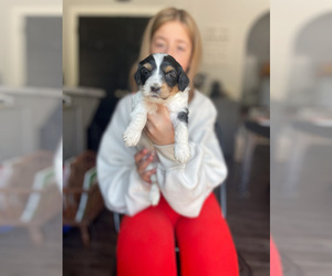 Goldendoodle (Miniature) Puppy for sale in MILLERSBURG, OH, USA