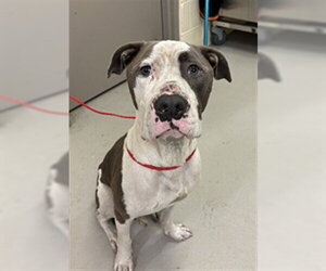 Mutt Dogs for adoption in Sanford, FL, USA
