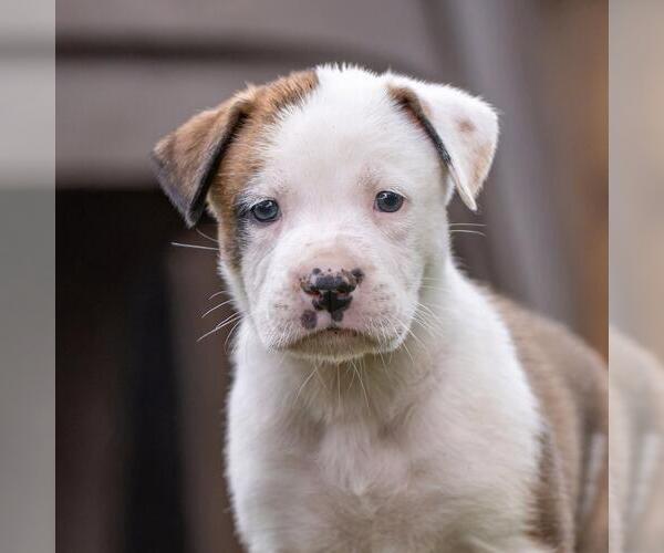 Medium Photo #1 Boxer-Unknown Mix Puppy For Sale in San Diego, CA, USA