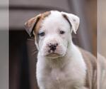 Small Boxer Mix