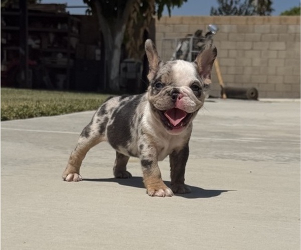 Medium Photo #4 French Bulldog Puppy For Sale in BLOOMINGTON, CA, USA