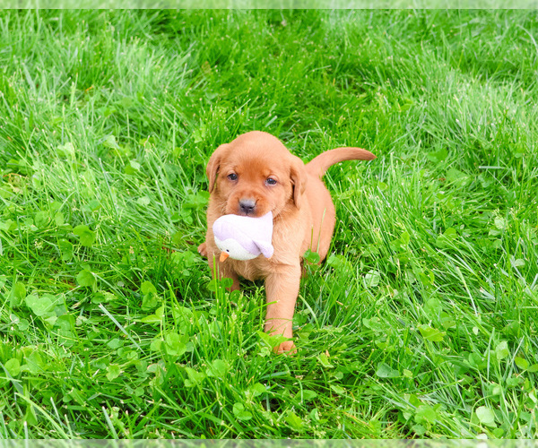 Medium Photo #4 Labrador Retriever Puppy For Sale in SYRACUSE, IN, USA