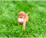 Small #3 Labrador Retriever