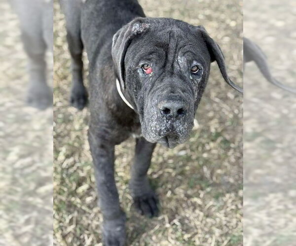 Medium Photo #2 Mutt Puppy For Sale in Riverside, CA, USA