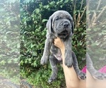 Small #7 Cane Corso