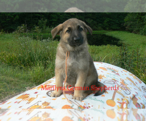 German Shepherd Dog Puppy for Sale in PIEDMONT, Missouri USA