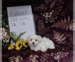 Small Photo #4 Maltese Puppy For Sale in RICHMOND, IL, USA