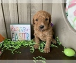 Small Photo #2 Labradoodle Puppy For Sale in DUNN, NC, USA