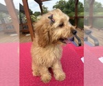 Small #1 Cavapoochon (Miniature)