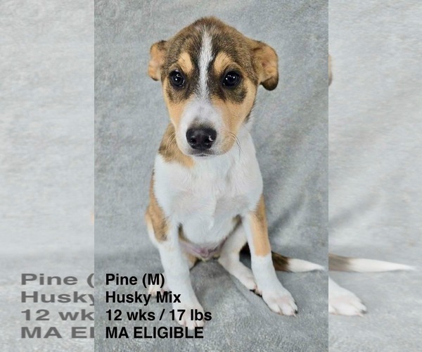 Medium Photo #1 Siberian Husky-Unknown Mix Puppy For Sale in pomfret, CT, USA