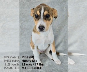 Siberian Husky-Unknown Mix Dogs for adoption in pomfret, CT, USA