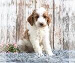 Small #3 Goldendoodle (Miniature)