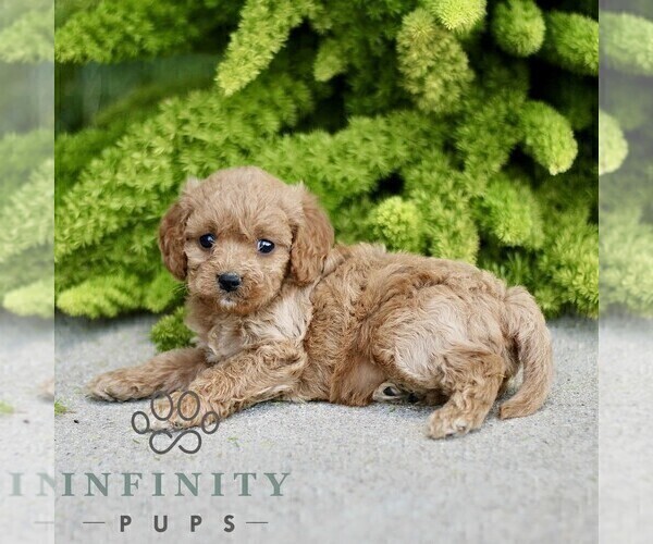 Medium Photo #4 Cavapoo Puppy For Sale in PARADISE, PA, USA