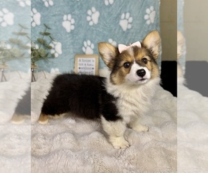 Pembroke Welsh Corgi Puppy for sale in NOBLESVILLE, IN, USA