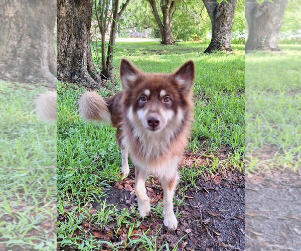 Medium Photo #3 Border Collie-Huskies  Mix Puppy For Sale in Missouri City, TX, USA