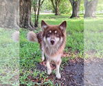 Small #2 Border Collie-Huskies  Mix