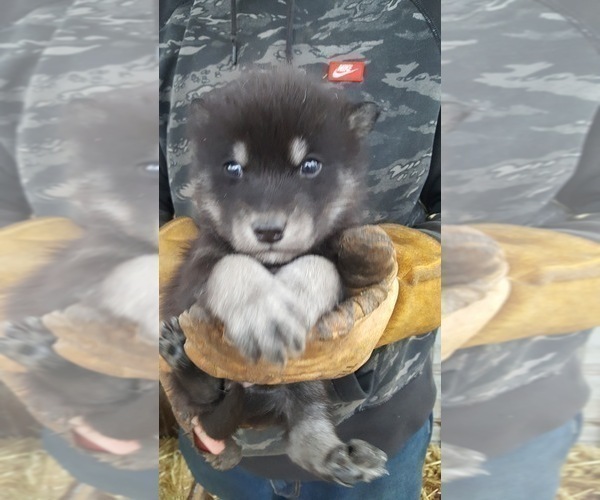 Medium Photo #14 Wolf Hybrid Puppy For Sale in DALTON, OH, USA