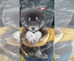 Small Photo #14 Wolf Hybrid Puppy For Sale in DALTON, OH, USA