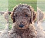 Small Photo #3 Goldendoodle Puppy For Sale in PENDLETON, SC, USA