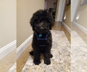 Labradoodle-Poodle (Standard) Mix Puppy for sale in CITRUS HILLS, FL, USA