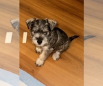 Small Photo #1 Schnauzer (Miniature) Puppy For Sale in DENVER, CO, USA