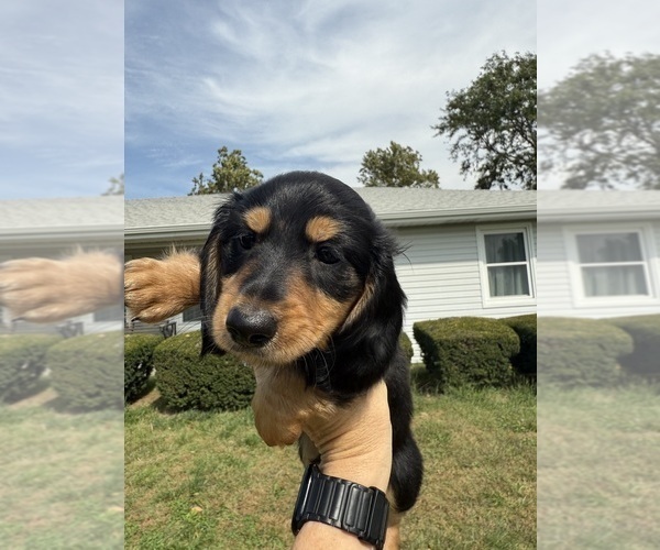 Medium Photo #7 Dachshund Puppy For Sale in ASHLAND, NE, USA