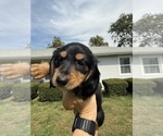 Small #6 Dachshund