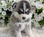 Small #9 Pomsky