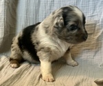 Small Photo #10 Miniature Australian Shepherd Puppy For Sale in TONASKET, WA, USA