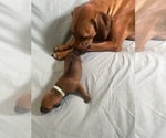 Small Photo #7 Rhodesian Ridgeback Puppy For Sale in KELLER, TX, USA