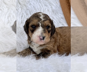 Bernedoodle Puppy for sale in GOSHEN, IN, USA