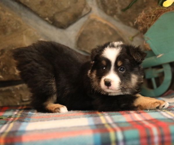 Medium Photo #2 Miniature Australian Shepherd Puppy For Sale in WESTFIELD, MA, USA