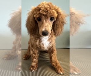 Medium Poodle (Toy)