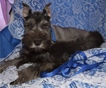 Small Photo #7 Schnauzer (Miniature) Puppy For Sale in CASSVILLE, MO, USA
