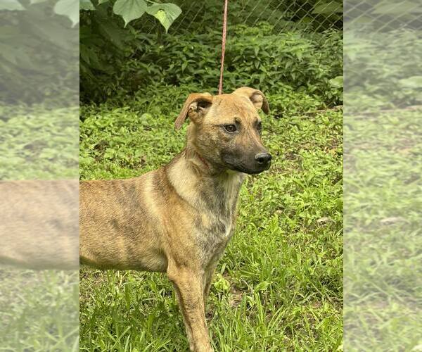 Medium Photo #3 Boxer-Unknown Mix Puppy For Sale in HOPKINSVILLE/PRINCETON, KY, NH, USA