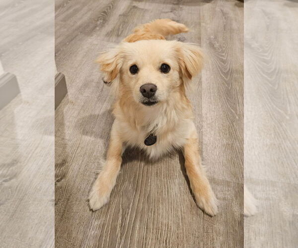 Medium Photo #2 Mutt Puppy For Sale in Bellevue, WA, USA