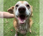 Small Labrador Retriever Mix