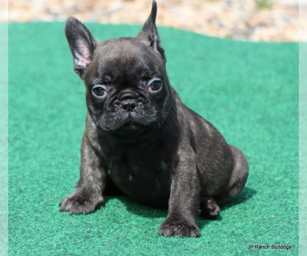 Medium Photo #10 French Bulldog Puppy For Sale in WINNSBORO, TX, USA