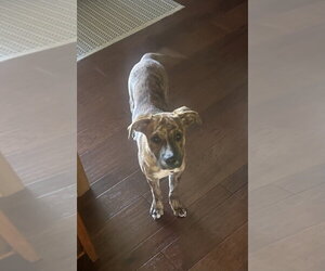Lumi - Female Bulldog-Unknown Mix Dog for Adoption - Photo #3