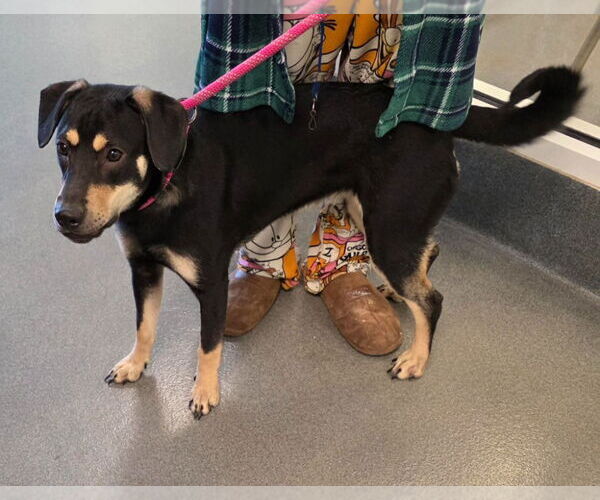 Medium Photo #1 Chihuahua-Labrador Retriever Mix Puppy For Sale in Glen Allen, VA, USA