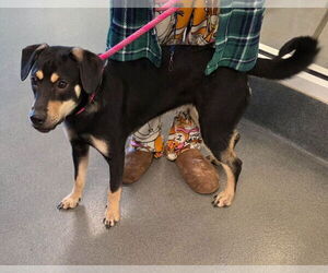 Chihuahua-Labrador Retriever Mix Dogs for adoption in Glen Allen, VA, USA