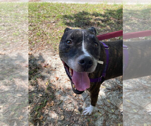 Medium Photo #3 Mutt Puppy For Sale in Virginia Beach, VA, USA