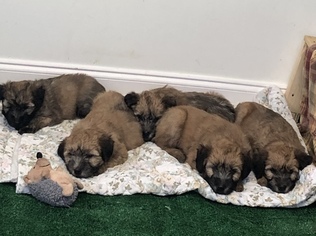 Soft Coated Wheaten Terrier Puppy for sale in COATESVILLE, PA, USA
