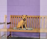 Small Labrador Retriever Mix