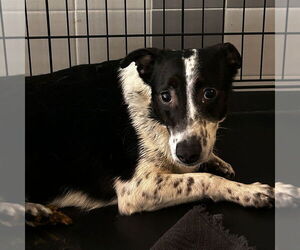 Mutt Dogs for adoption in Chico, CA, USA